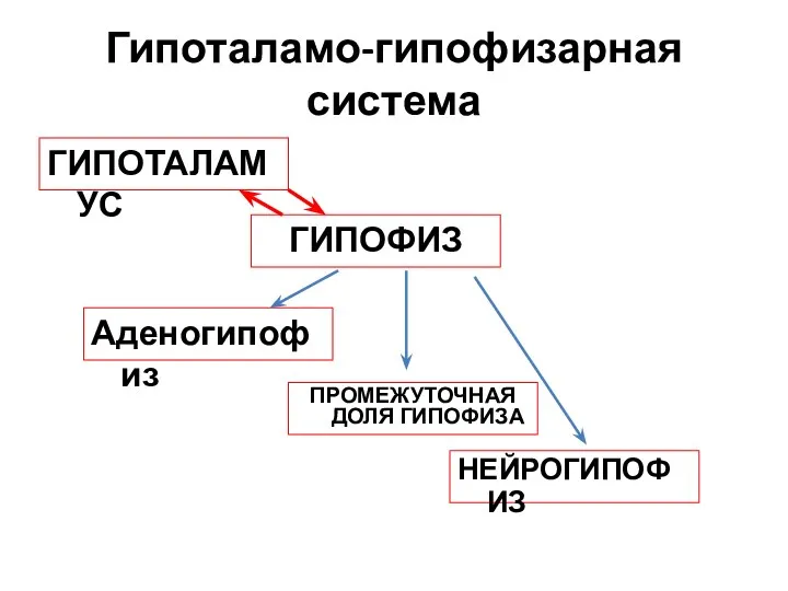 Гипоталамо-гипофизарная система ГИПОТАЛАМУС ГИПОФИЗ Аденогипофиз НЕЙРОГИПОФИЗ ПРОМЕЖУТОЧНАЯ ДОЛЯ ГИПОФИЗА