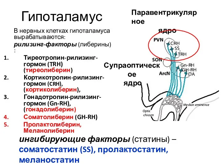 Гипоталамус В нервных клетках гипоталамуса вырабатываются: рилизинг-факторы (либерины) : Тиреотропин-рилизинг-гормон (TRH) (тиреолиберин) Кортикотропин-рилизинг-гормон