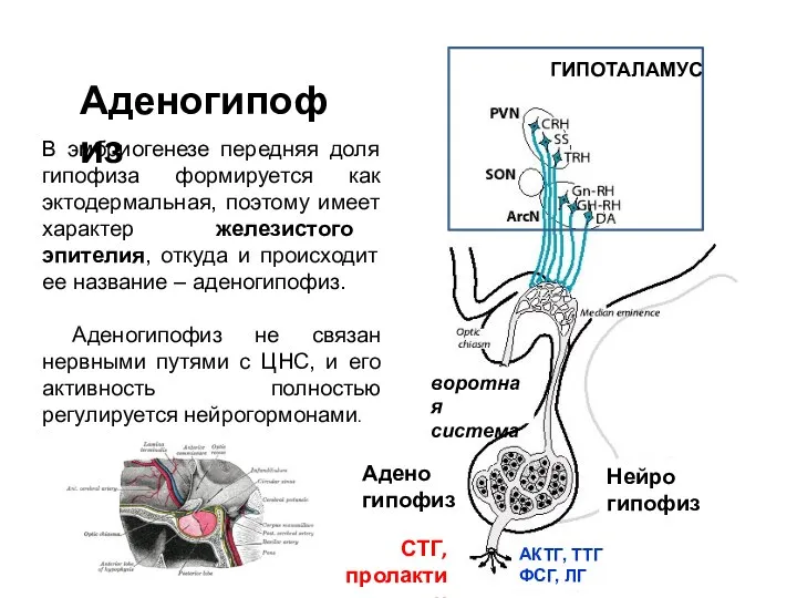 В эмбриогенезе передняя доля гипофиза формируется как эктодермальная, поэтому имеет характер железистого эпителия,