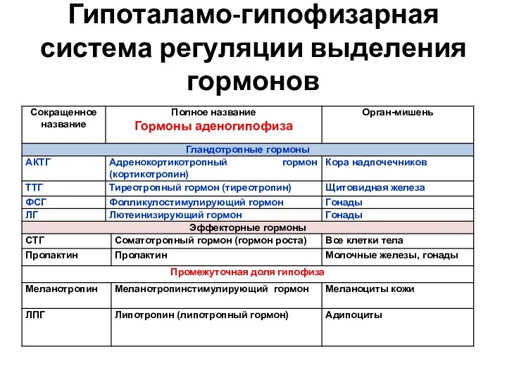 Гипоталамо-гипофизарная система регуляции выделения гормонов