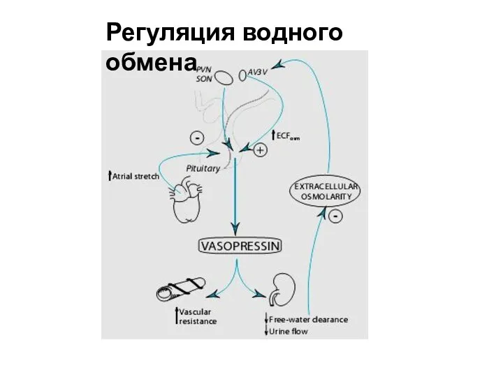 Регуляция водного обмена