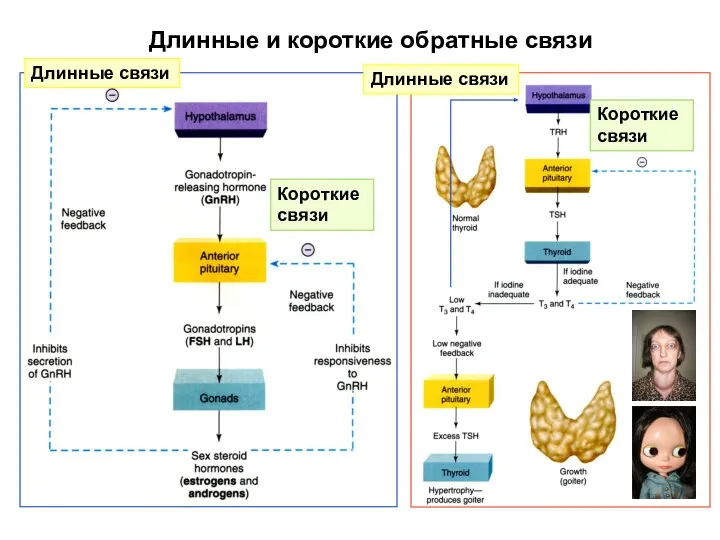 Длинные и короткие обратные связи Короткие связи Длинные связи Длинные связи Короткие связи