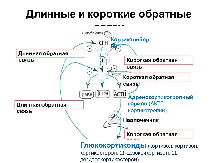 Длинные и короткие обратные связи Длинная обратная связь Длинная обратная связь Короткая обратная