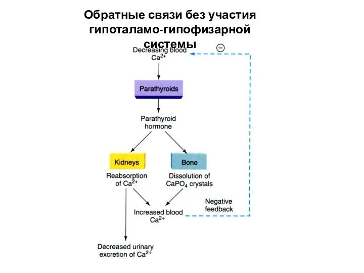 Обратные связи без участия гипоталамо-гипофизарной системы