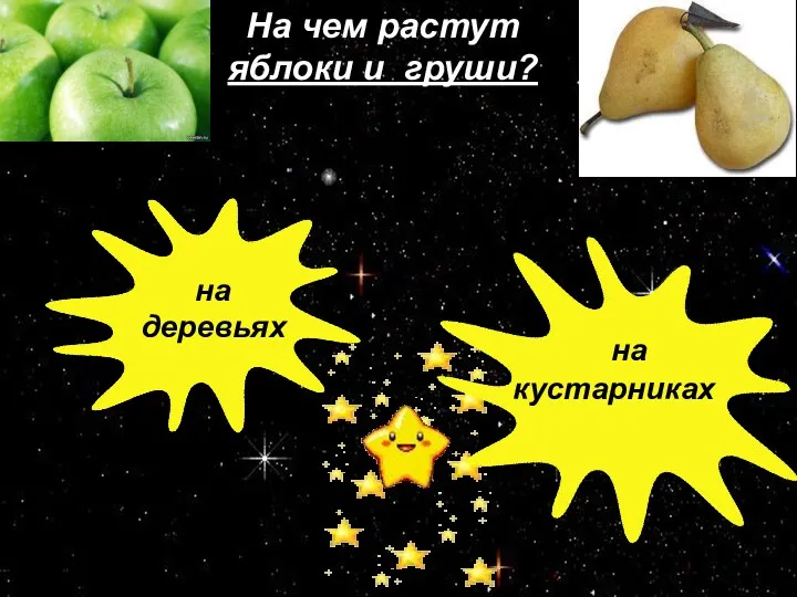 На чем растут яблоки и груши? на деревьях на кустарниках