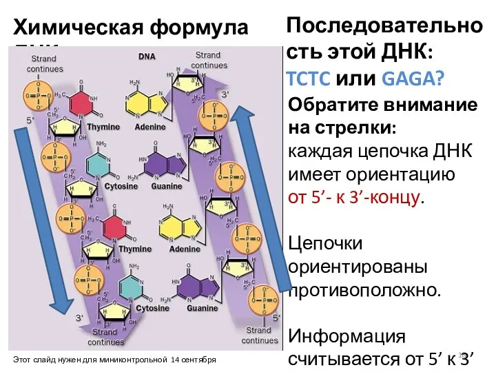 Химическая формула ДНК Обратите внимание на стрелки: каждая цепочка ДНК