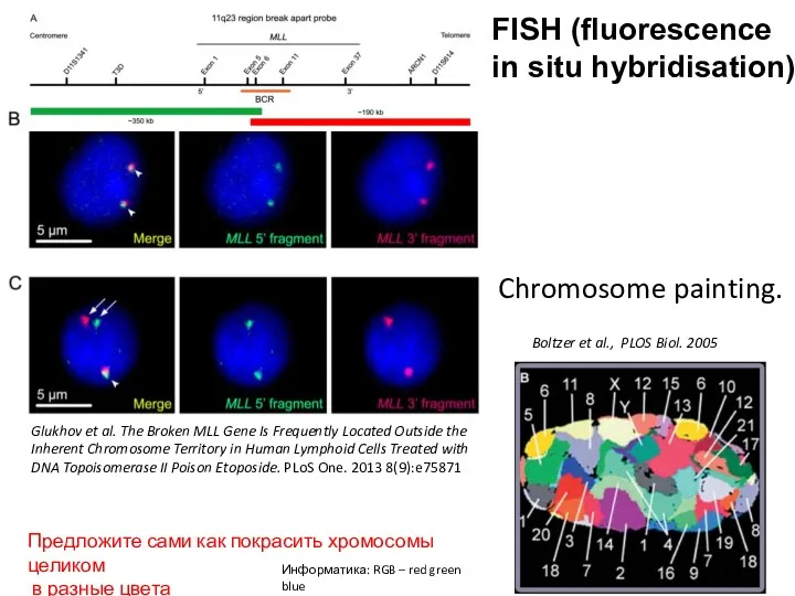 FISH (fluorescence in situ hybridisation) Boltzer et al., PLOS Biol.