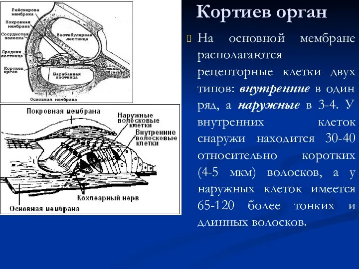 Кортиев орган На основной мембране располагаются рецепторные клетки двух типов: