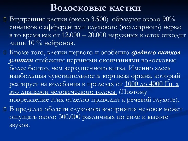 Внутренние клетки (около 3.500) образуют около 90% синапсов с афферентами