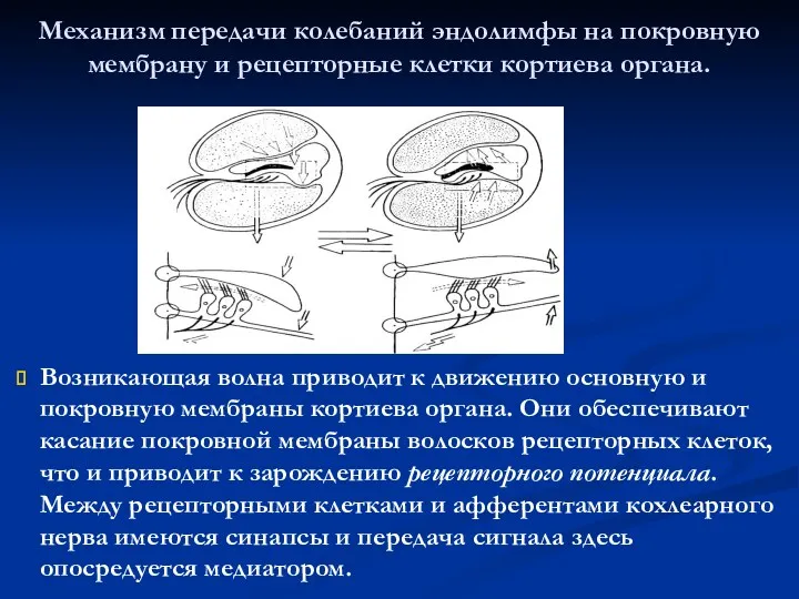 Механизм передачи колебаний эндолимфы на покровную мембрану и рецепторные клетки