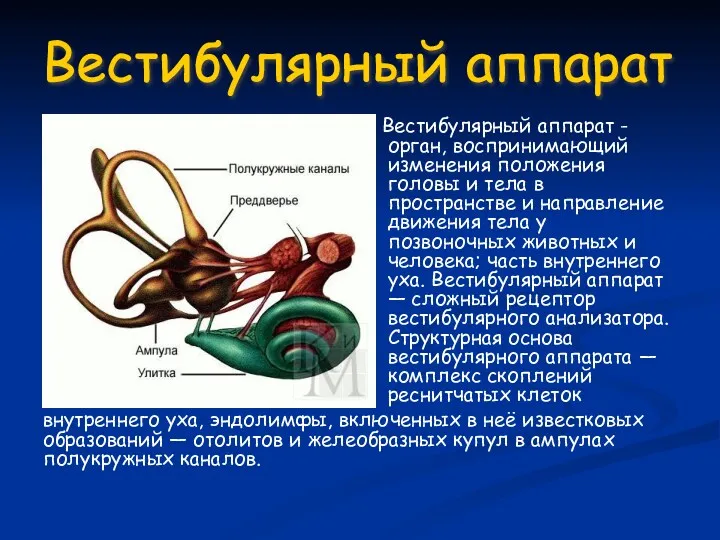 Вестибулярный аппарат - орган, воспринимающий изменения положения головы и тела