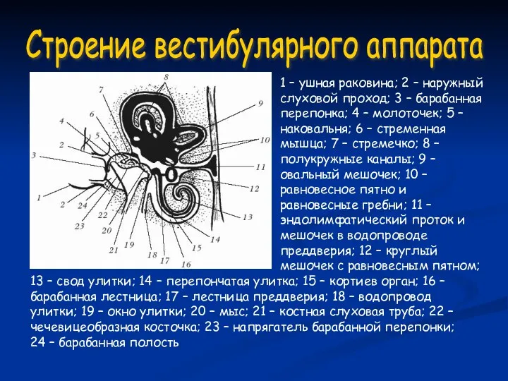 1 – ушная раковина; 2 – наружный слуховой проход; 3