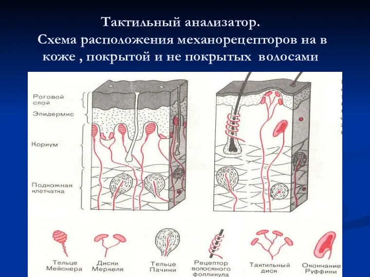 Тактильный анализатор. Схема расположения механорецепторов на в коже , покрытой и не покрытых волосами