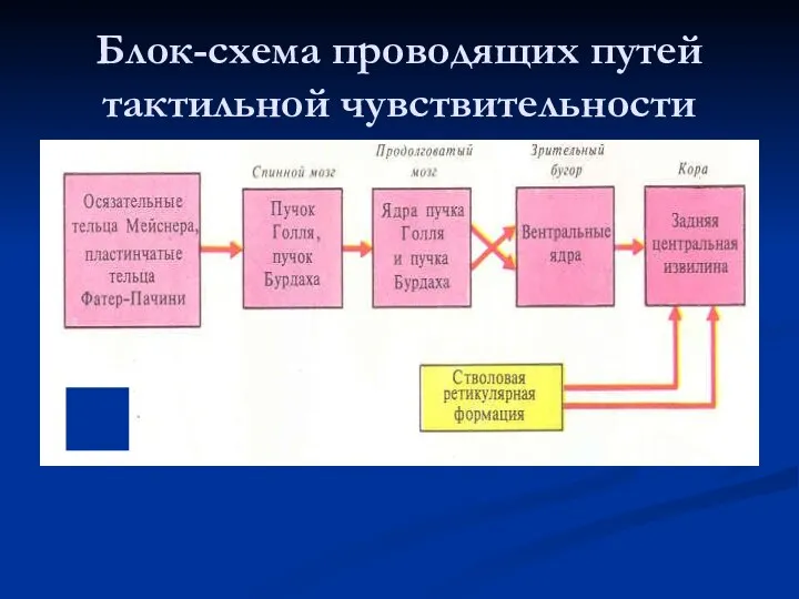 Блок-схема проводящих путей тактильной чувствительности