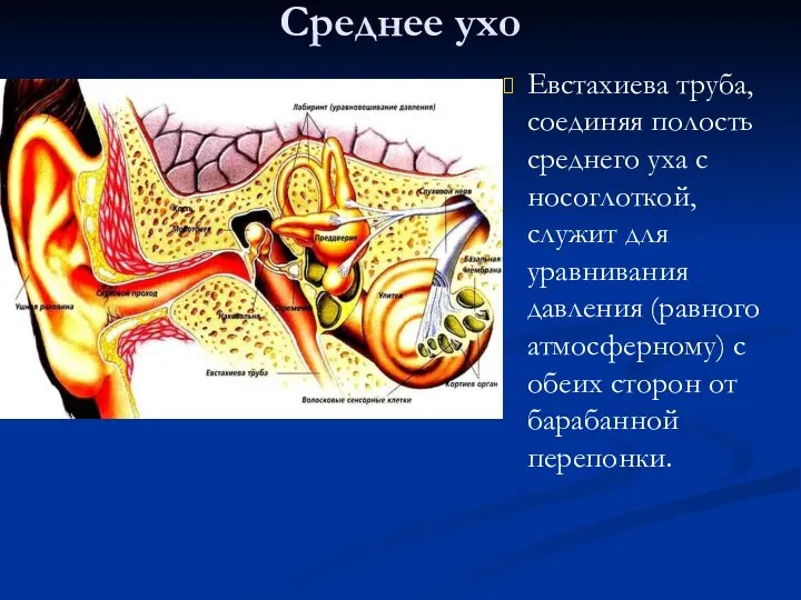 Среднее ухо Евстахиева труба, соединяя полость среднего уха с носоглоткой,