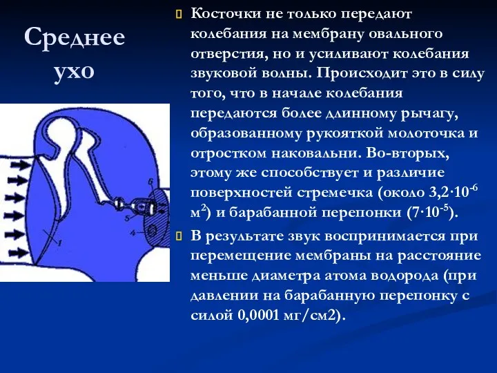 Среднее ухо Косточки не только передают колебания на мембрану овального