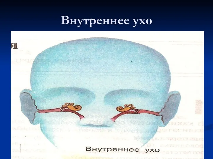 Внутреннее ухо