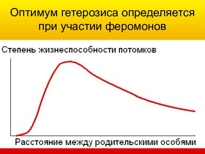 Оптимум гетерозиса определяется при участии феромонов