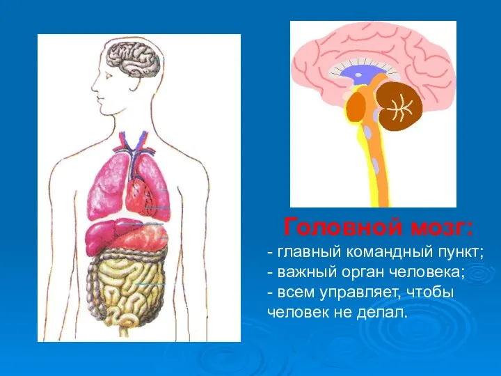 Головной мозг: - главный командный пункт; - важный орган человека;