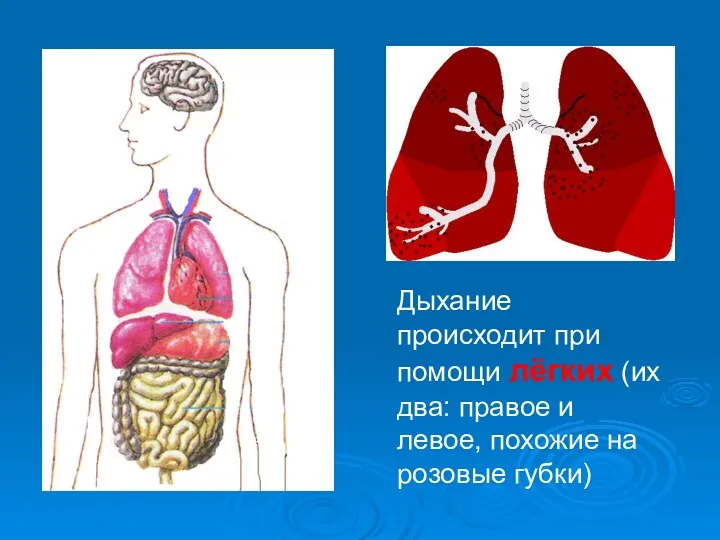 Дыхание происходит при помощи лёгких (их два: правое и левое, похожие на розовые губки)