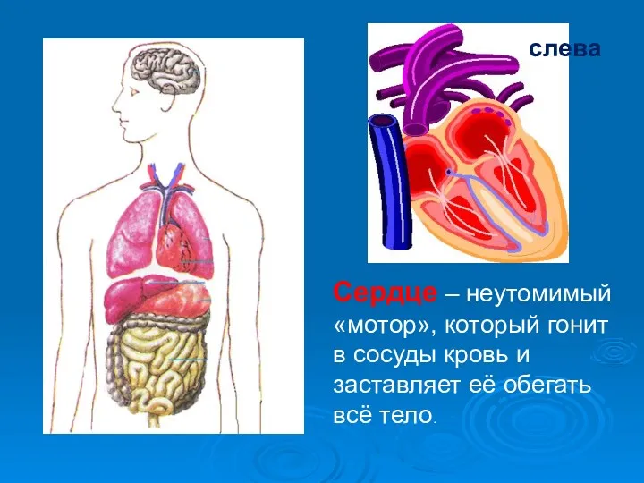 слева Сердце – неутомимый «мотор», который гонит в сосуды кровь и заставляет её обегать всё тело.