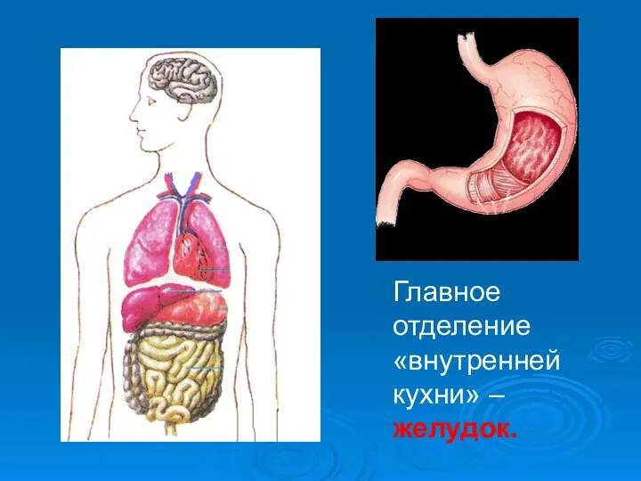 Главное отделение «внутренней кухни» – желудок.