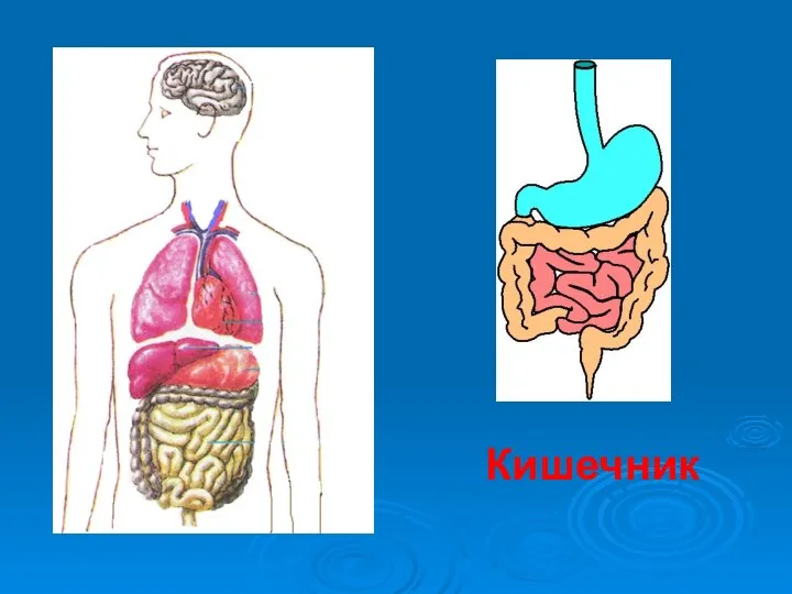 Кишечник