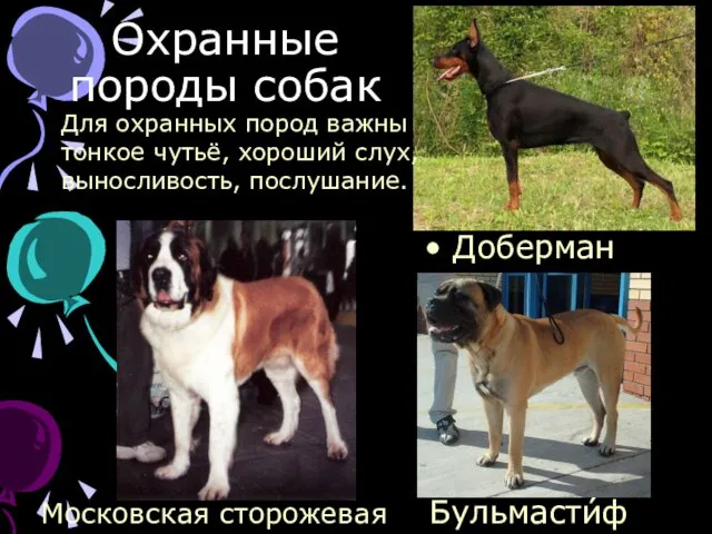 Охранные породы собак Доберман Московская сторожевая Бульмасти́ф Для охранных пород