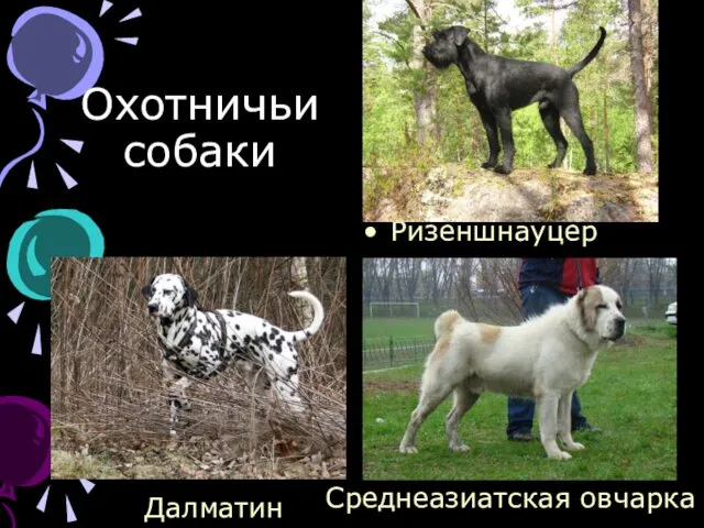 Охотничьи собаки Ризеншнауцер Далматин Среднеазиатская овчарка
