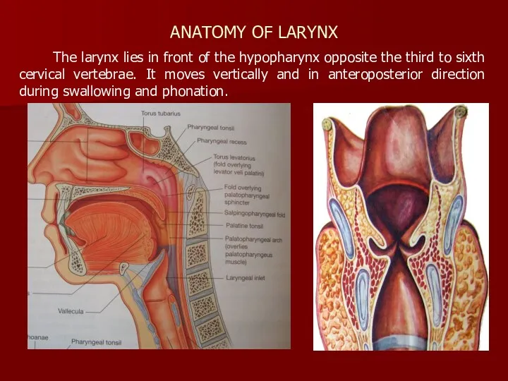ANATOMY OF LARYNX The larynx lies in front of the