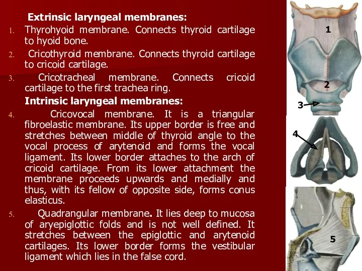 Extrinsic laryngeal membranes: Thyrohyoid membrane. Connects thyroid cartilage to hyoid
