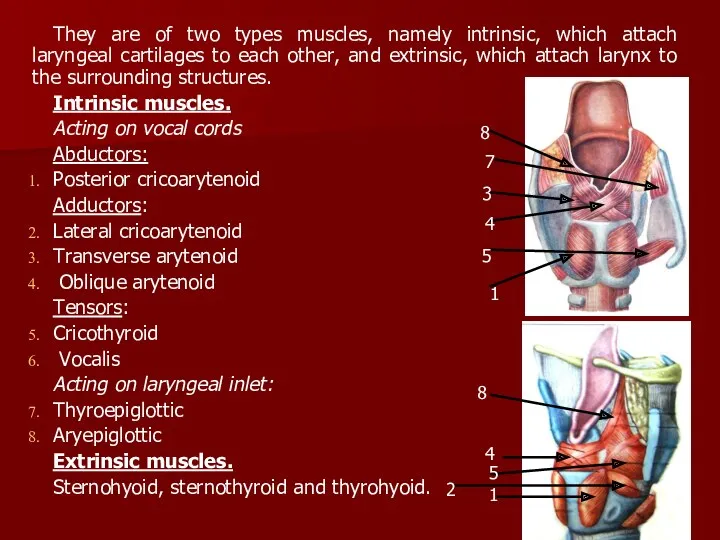 They are of two types muscles, namely intrinsic, which attach