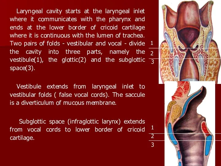 Laryngeal cavity starts at the laryngeal inlet where it communicates