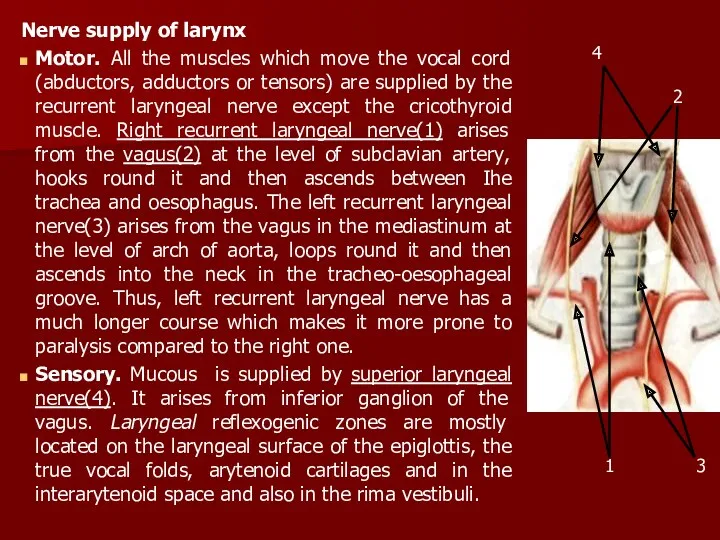 Nerve supply of larynx Motor. All the muscles which move