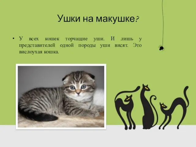 Ушки на макушке? У всех кошек торчащие уши. И лишь