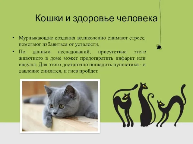 Кошки и здоровье человека Мурлыкающие создания великолепно снимают стресс, помогают