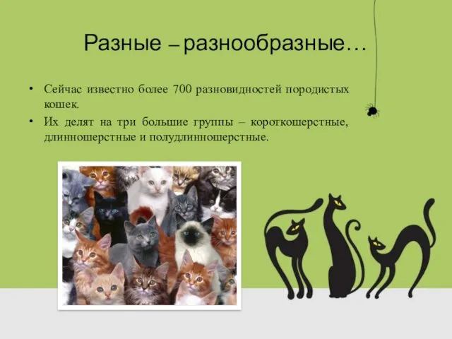 Разные – разнообразные… Сейчас известно более 700 разновидностей породистых кошек.
