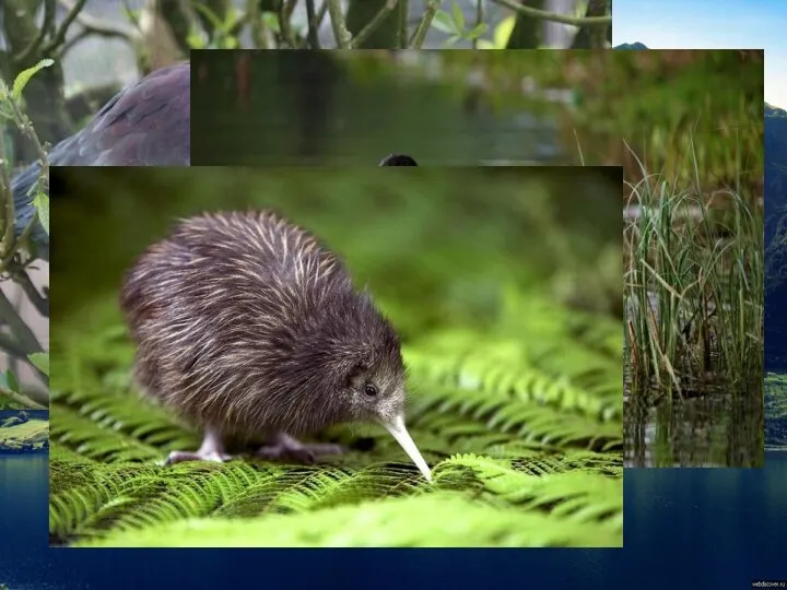 Новозеландский животный мир неповторим. Здесь можно встретить большое разнообразие птиц