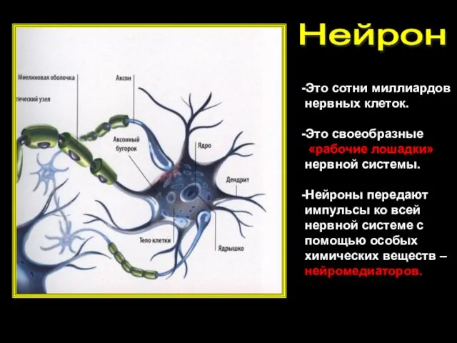 Нейрон -Это сотни миллиардов нервных клеток. -Это своеобразные «рабочие лошадки»