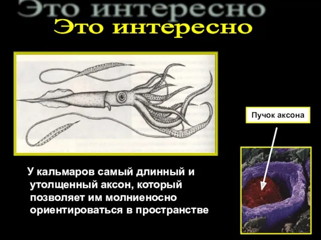 Это интересно У кальмаров самый длинный и утолщенный аксон, который