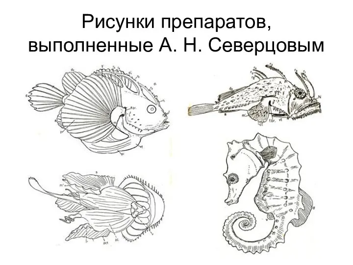 Рисунки препаратов, выполненные А. Н. Северцовым