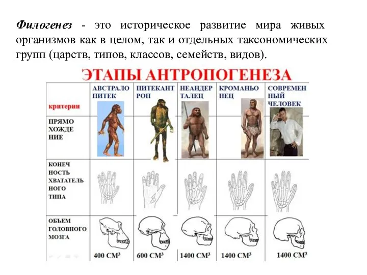 Филогенез - это историческое развитие мира живых организмов как в