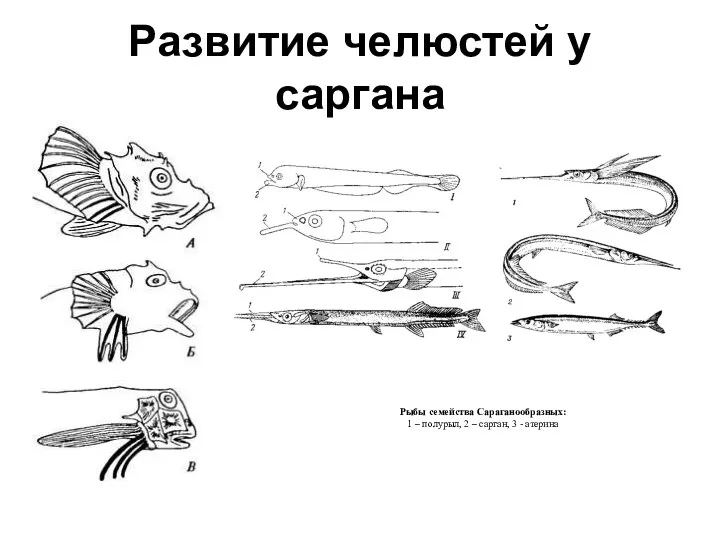 Развитие челюстей у саргана Рыбы семейства Сараганообразных: 1 – полурыл, 2 – сарган, 3 - атерина