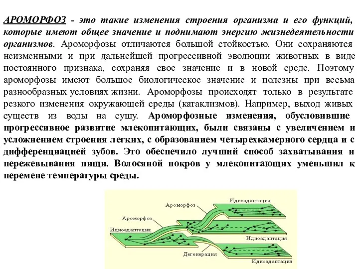 АРОМОРФОЗ - это такие изменения строения организма и его функций,