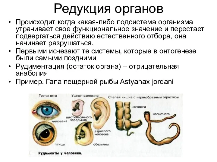 Редукция органов Происходит когда какая-либо подсистема организма утрачивает свое функциональное