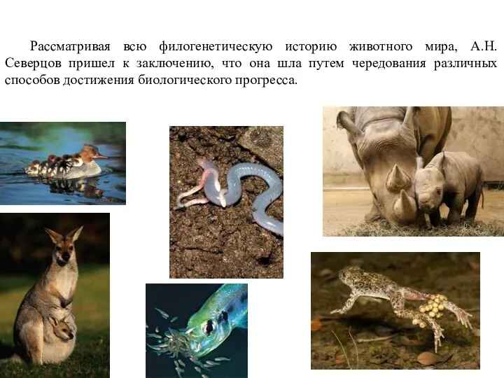 Рассматривая всю филогенетическую историю животного мира, А.Н.Северцов пришел к заключению, что она шла