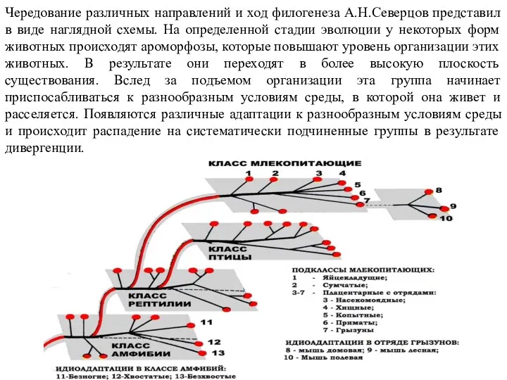 Чередование различных направлений и ход филогенеза А.Н.Северцов представил в виде наглядной схемы. На