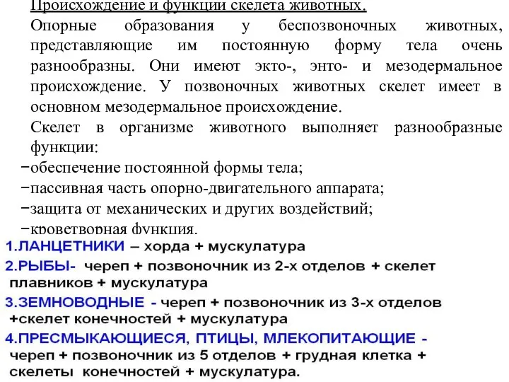 Происхождение и функции скелета животных. Опорные образования у беспозвоночных животных,