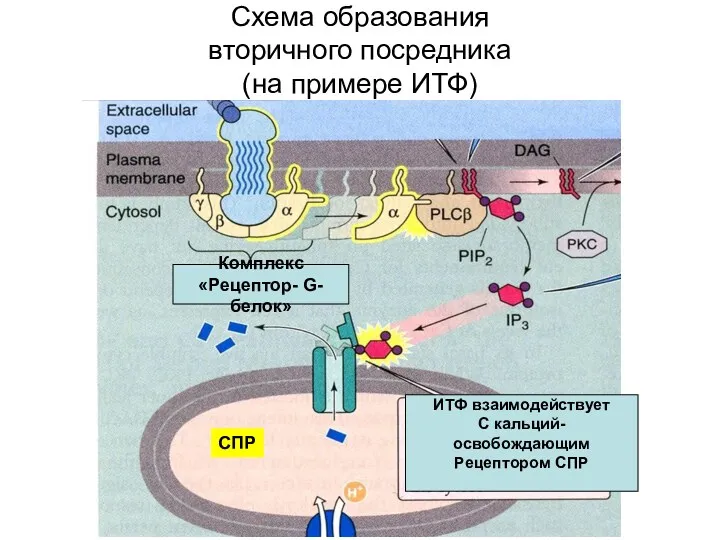 Схема образования вторичного посредника (на примере ИТФ) ИТФ взаимодействует С кальций-освобождающим Рецептором СПР
