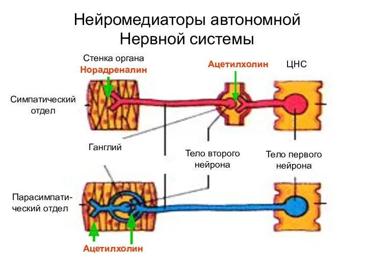 Нейромедиаторы автономной Нервной системы Симпатический отдел Парасимпати- ческий отдел Тело первого нейрона Тело